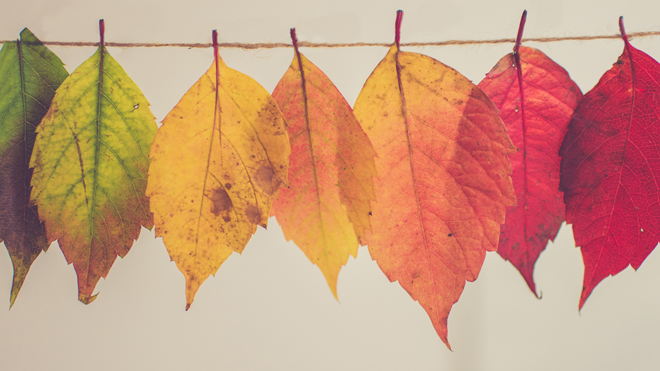 fall_leaves_hanging